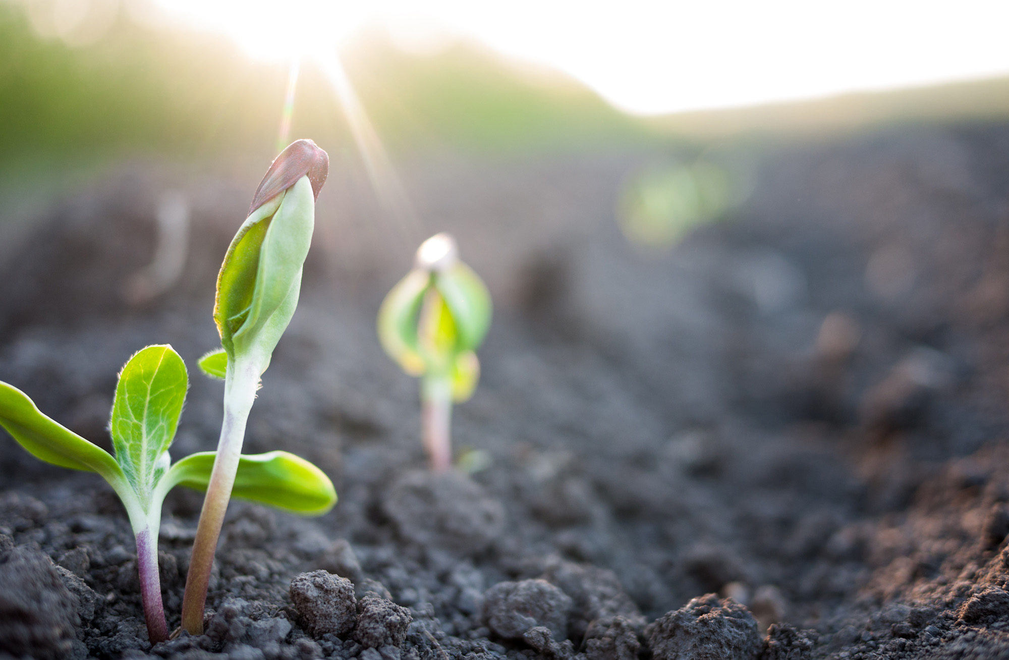 médecine naturelle - Prenez soin de votre santé