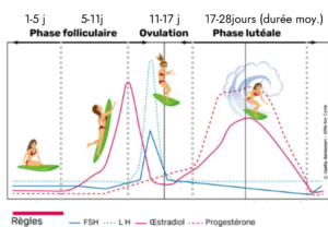 Le méthode SURF pour comprendre le cycle féminin